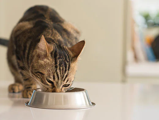 Дізнайтеся про особливості харчування стерилізованих кішок і кастрован