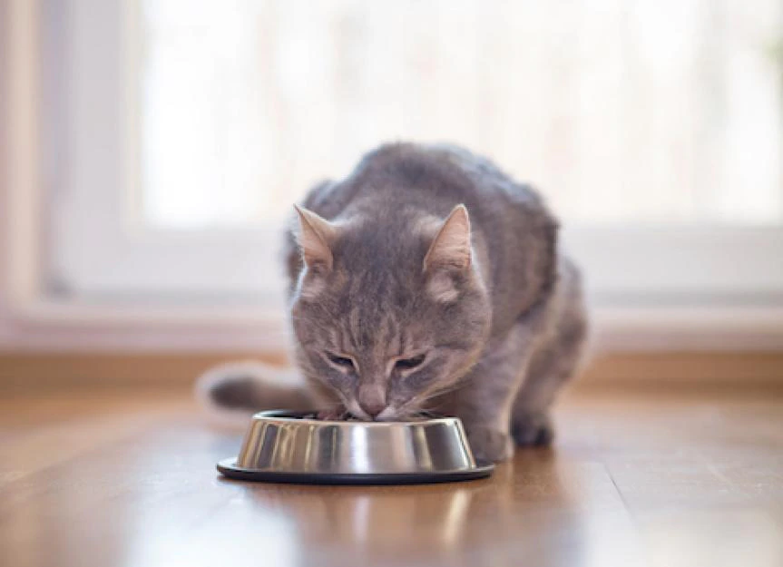 Особливості харчування стерилізованих кішок та кастрованих котів: потр